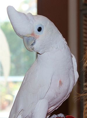 GOFFINS-COCKATOO-3 Handfed Goffin Cockatoo for Sale