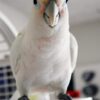 GOFFINS-COCKATOO-4-535x800 Handfed Goffin Cockatoo for Sale