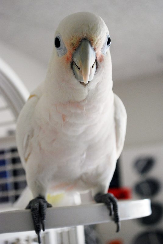 GOFFINS-COCKATOO-4-535x800 Handfed Goffin Cockatoo for Sale
