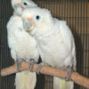 GOFFINS-COCKATOO-5 Handfed Goffin Cockatoo for Sale
