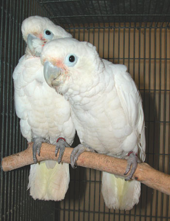 GOFFINS-COCKATOO-5 Handfed Goffin Cockatoo for Sale