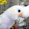 GOFFINS-COCKATOO-533x400 Handfed Goffin Cockatoo for Sale