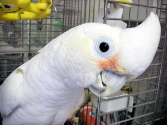 GOFFINS-COCKATOO-533x400 Handfed Goffin Cockatoo for Sale