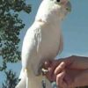 GOFFINS-COCKATOO-6 Handfed Goffin Cockatoo for Sale