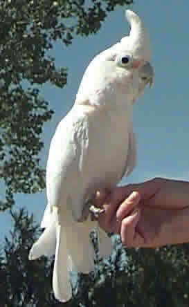 GOFFINS-COCKATOO-6 Handfed Goffin Cockatoo for Sale