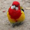 Buy Stunning Eastern Rosella for Sale