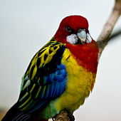 GOLDEN-MANTLE-ROSELLA Eastern Rosella
