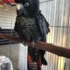 Glossy Black Cockatoo