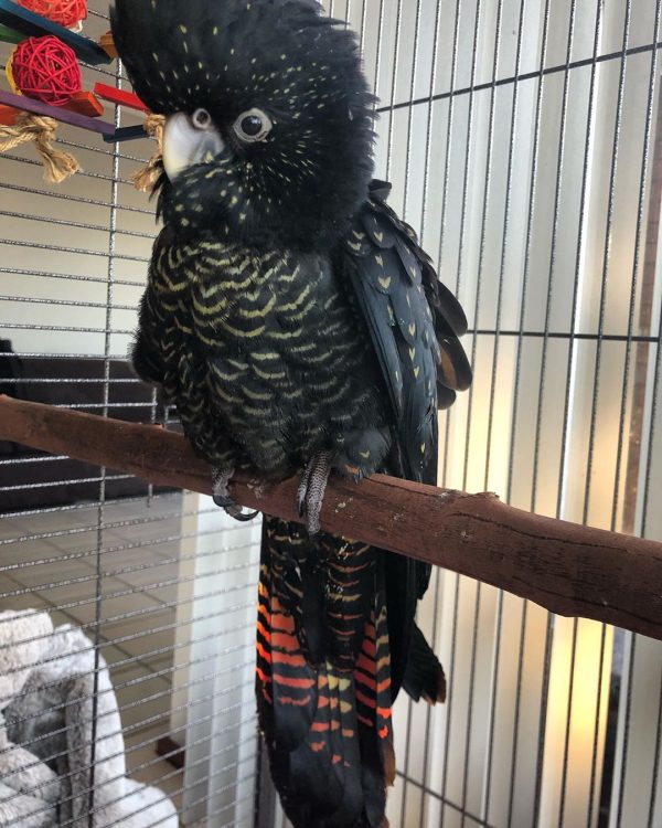 Glossy Black Cockatoo