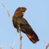 Glossy Black Cockatoo for Sale