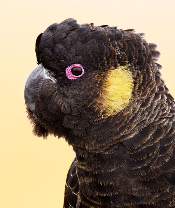 Glossy Black Cockatoo for Sale