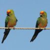 Gold Capped Conure