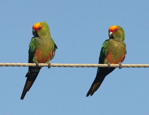 Gold Capped Conure