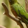 Buy Gold-Capped Conure for Sale