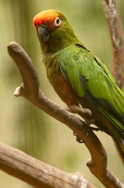 Buy Gold-Capped Conure for Sale