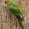 Buy Gold-Capped Conure for Sale