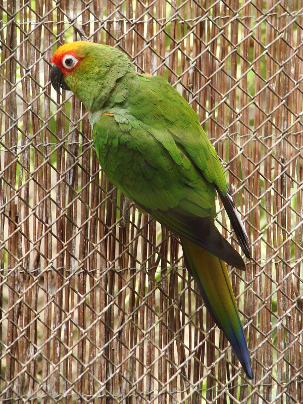 Buy Gold-Capped Conure for Sale