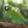Golden-Collared Macaw parrot