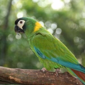 Golden-Collared Macaw parrot