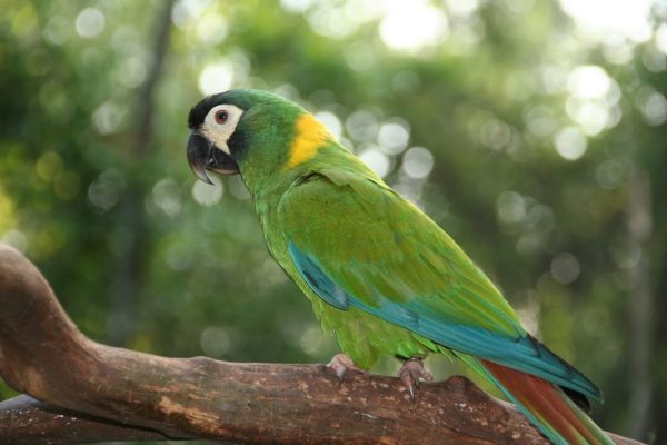 Golden-Collared Macaw parrot