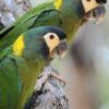 Golden-Collared Macaw parrot