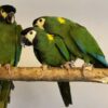Hand-Reared Golden-Collared Macaw