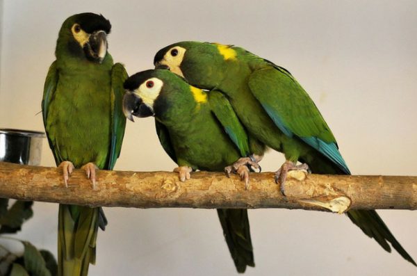 Hand-Reared Golden-Collared Macaw