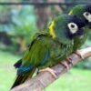 Hand-Reared Golden-Collared Macaw