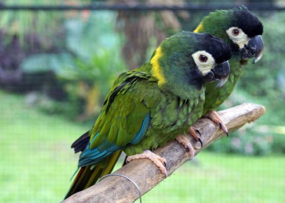 Hand-Reared Golden-Collared Macaw