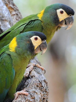 Golden-Collared Macaw parrot
