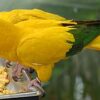 Golden Conure