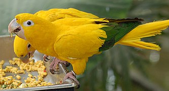 Golden Conure
