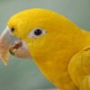 Golden Conure for sale