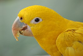 Golden Conure for sale