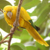 Golden Conure for sale