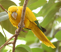 Golden Conure for sale