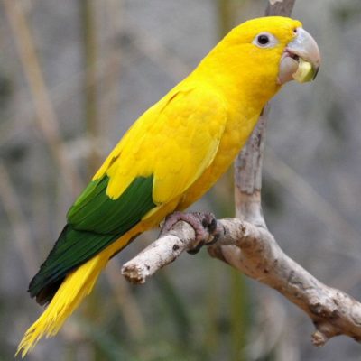 Golden Conure for sale