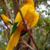 Golden Conure parrot