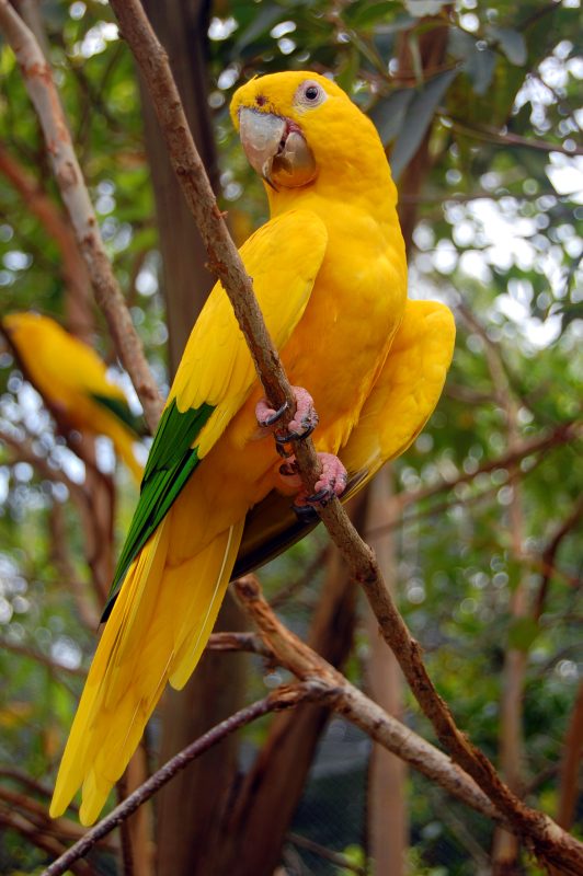 Golden Conure parrot