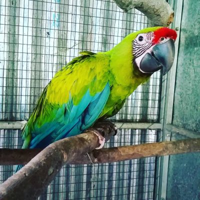 Great Green Macaw parrot