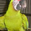 Great Green Macaw Price