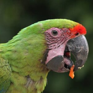 Great Green Macaw parrot