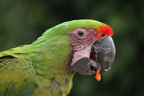 Great Green Macaw parrot