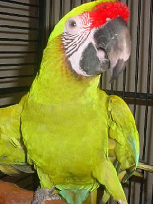 Great Green Macaw Price