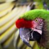 Green Winged Macaw parrot