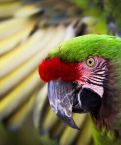 Green Winged Macaw parrot