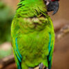 Green Winged Macaw parrot