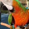 Quality Green-Winged Macaw for Sale