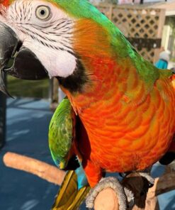 Quality Green-Winged Macaw for Sale