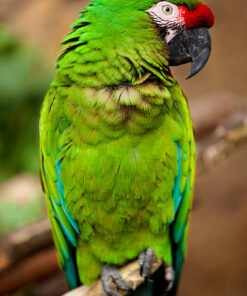 Green Winged Macaw parrot